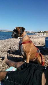 Garexium Captiva - 24 mesi